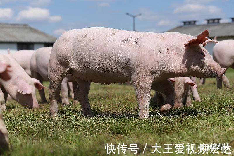 赚大钱|生肖猪9月财运大开，好运连绵，吉祥如意，赚大钱