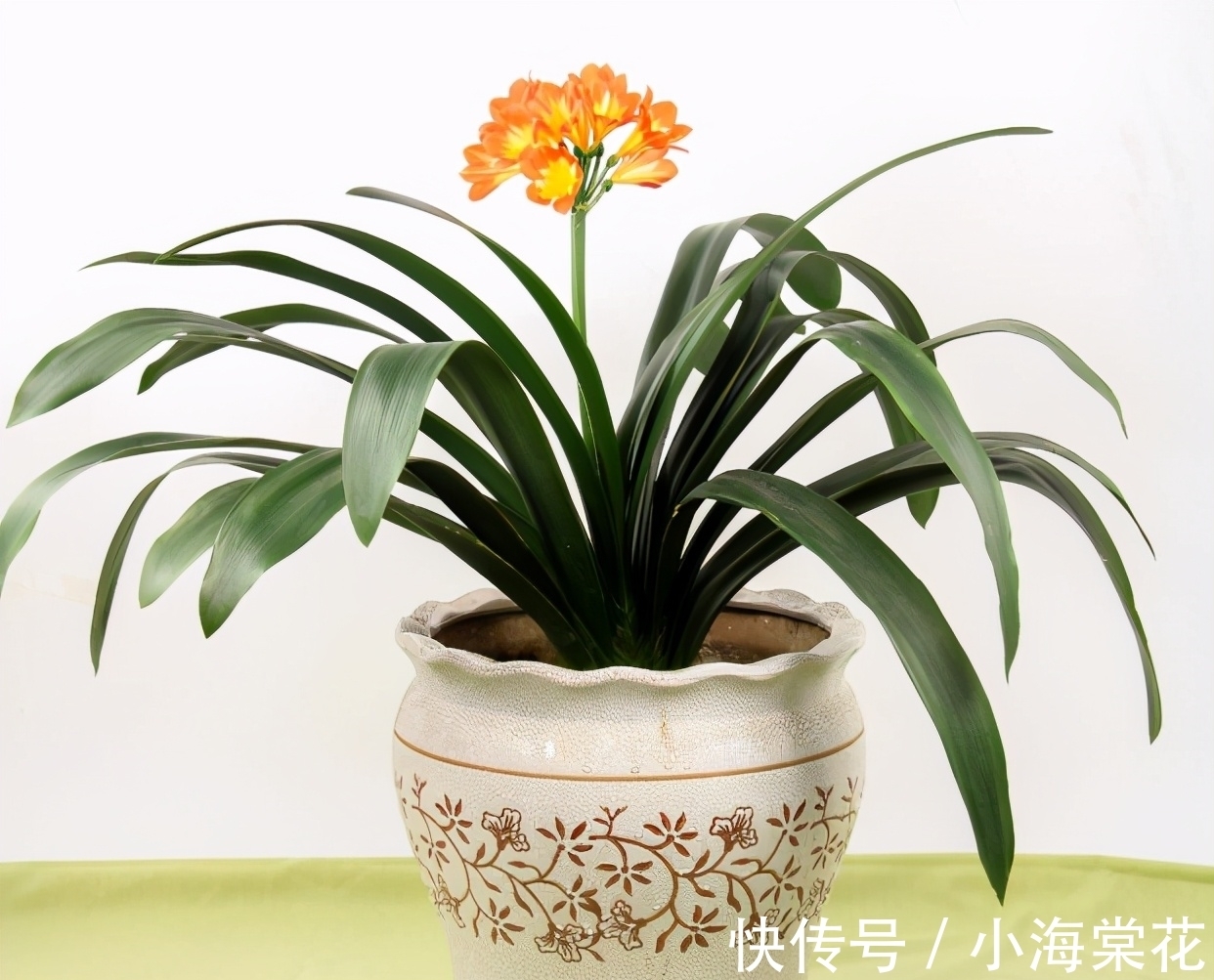 这3样“养花水”,无论哪1种都制作简单,对植物健康有益