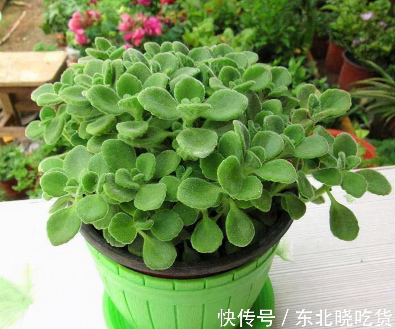 人养花,花亦养人,能促进“睡眠”的9种花,卧室再小也要养