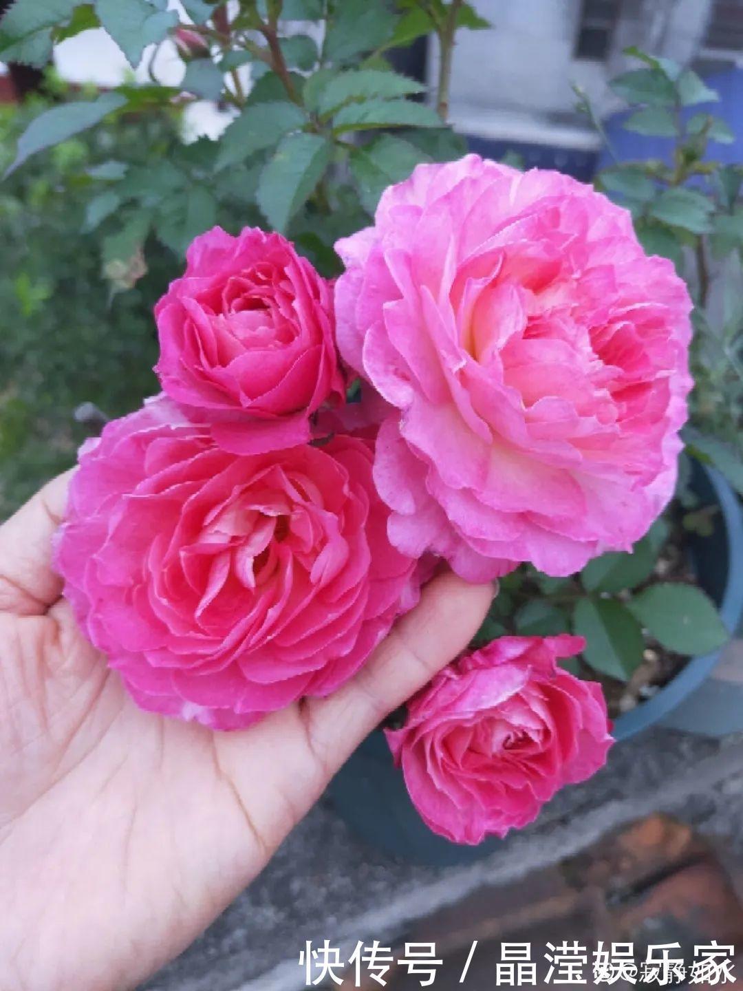 白粉病|给花喷点杀菌水,虫子全杀死,杀菌消毒叶子绿