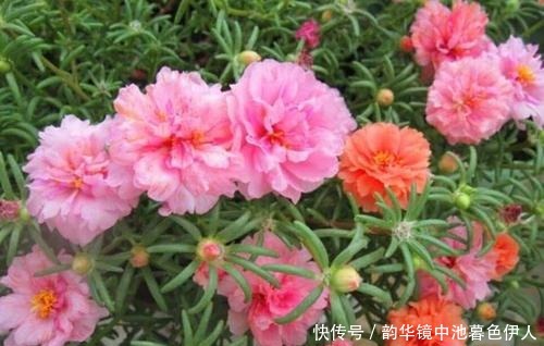 花杀手|最厉害的养花营养液给花喝一勺,根壮叶肥绿,开花多又艳!