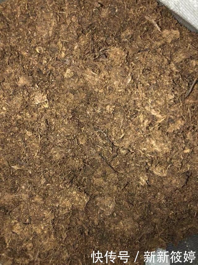 秋天养花不用买土,这种“免费土”,一分钱不花,一挖一麻袋