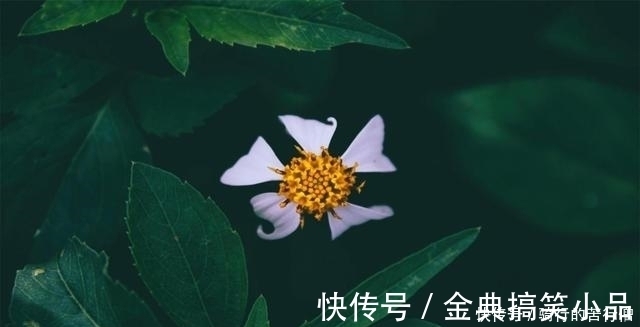 生肖鼠|5天后，一波三折，新欢款款来，旧爱转身，看遍人间繁华