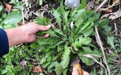尿酸|高尿酸不用怕，常吃这些食物，尿酸回归正常，痛风“绕道走”