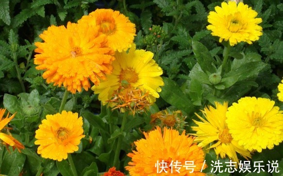 盆栽|喜欢养菊，不如养盆“金盏菊”，花色鲜艳夺目，花期长室内盆栽养