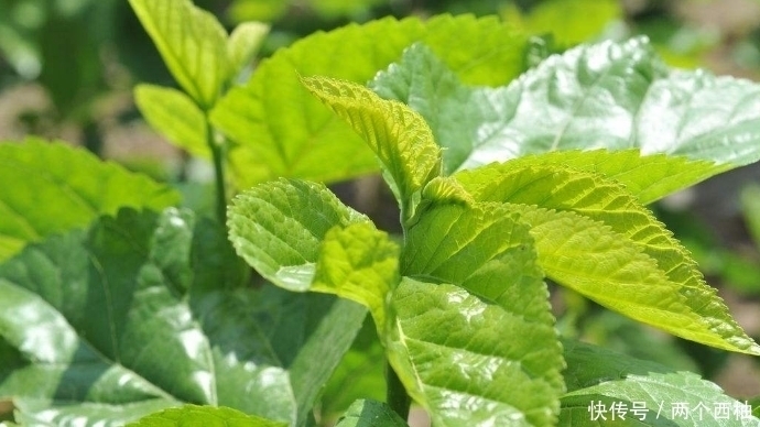 桑叶泡水太厉害了，男人女人都离不开，现在清楚还不晚