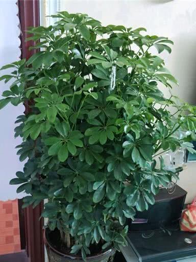 扦插|做好4点,鸭掌木安全度夏!天一凉快,叶子蹭蹭长,终年油绿