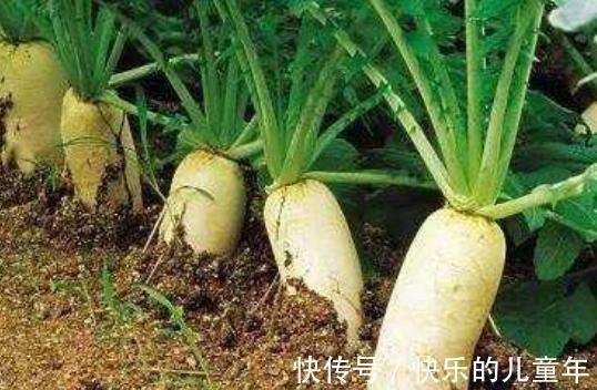 患者|补气健脾用黄芪这样吃,效果好