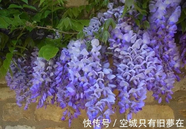 世界上十大最美的花,彼岸花排第二!