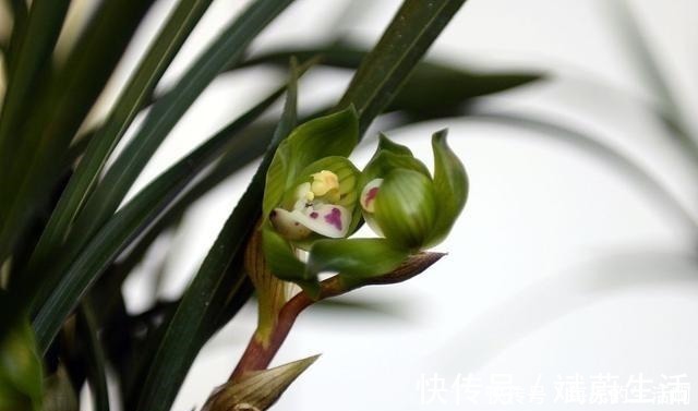妙招|兰花即将进入发新苗的好时间,掌握4个“妙招”,苗数能翻倍!