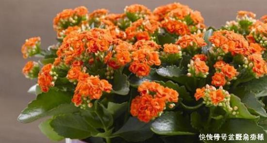 叶子|想让长寿花叶子绿、花朵大又多花多吗？教你4个小窍门