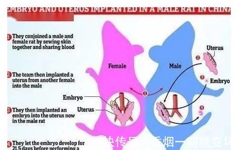 生崽|公鼠成功怀孕生崽，男人生孩子还远吗？