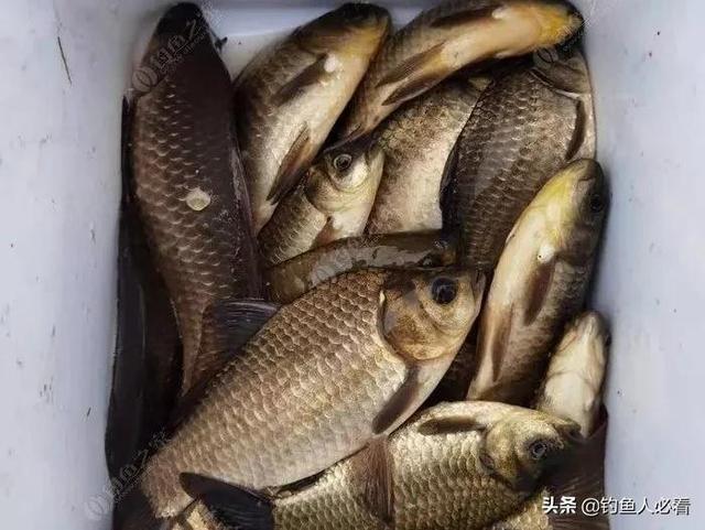 让鲫鱼都进护的酒米怎么做跟我学,省钱又给力