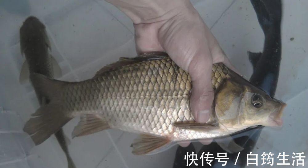 鲫鱼|秋钓草窝，搞清楚明和暗的区别，大板鲫排队入护