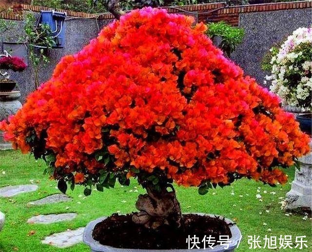 枝条|想让三角梅爆炸式开花,打顶很重要,学会2个小技巧,轻松开爆盆