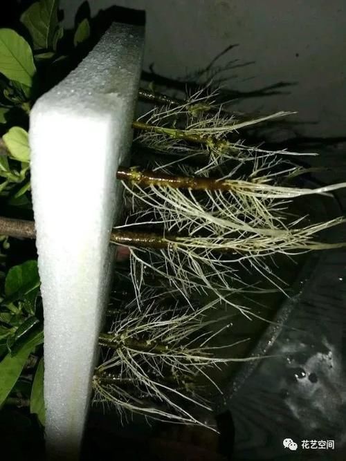 周末去花市逛一圈，捡一袋子枝条，回家扦插几百盆，秒变养花大户
