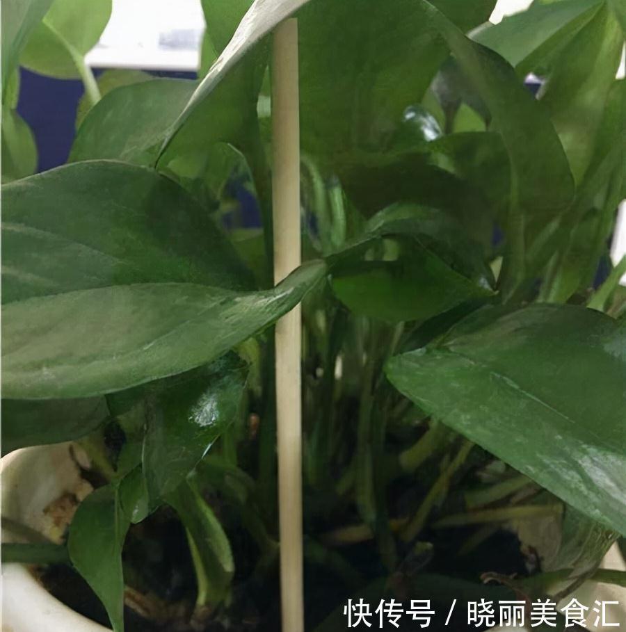 养花人的“大难题”,花盆插根“筷子”就能解决,不黄叶,开花旺