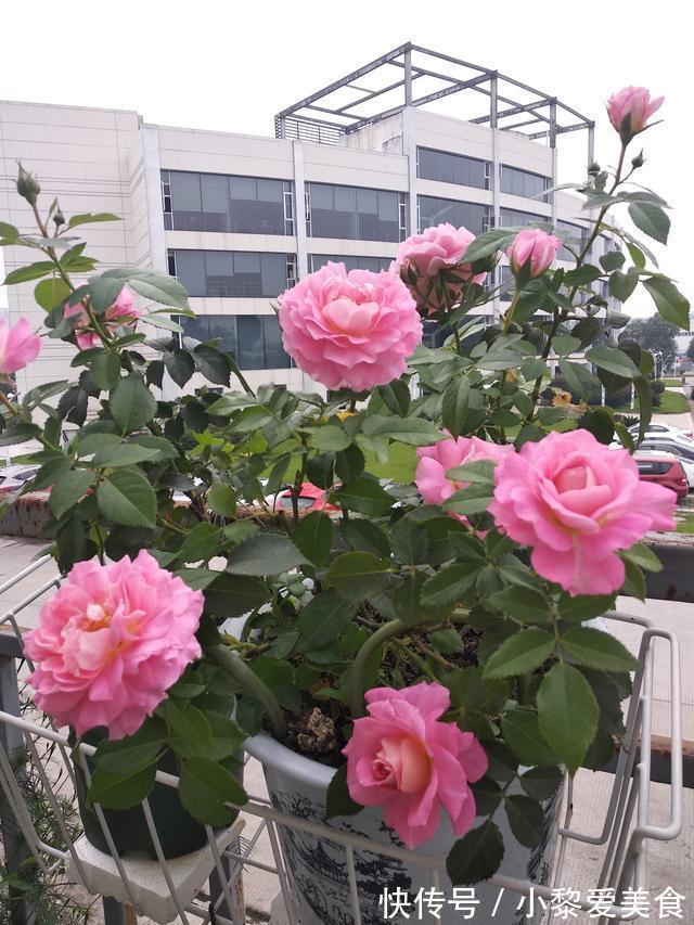 喜欢养玫瑰,就养盆“优良名品”土星王阳台,丰腴婀娜,富贵祥瑞