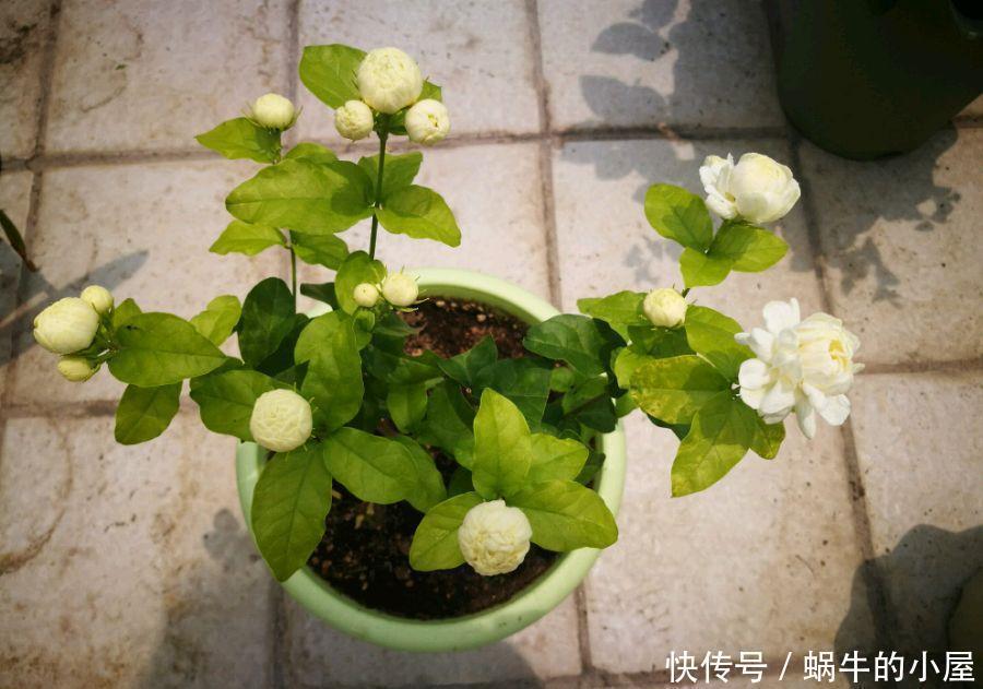 一年三季|很值得入手的盆栽花,一年三季开花,漂亮又好养,一卉能熏一室香