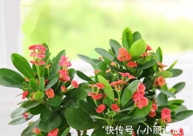 盆栽|最适合夏天养的6种花卉,晒不死还越开越旺