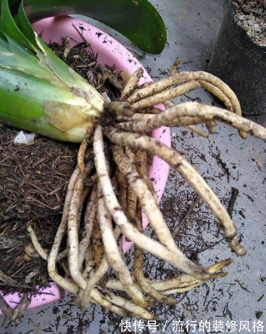 君子兰|8种花夏天不能买，买回来就死，白浪费钱