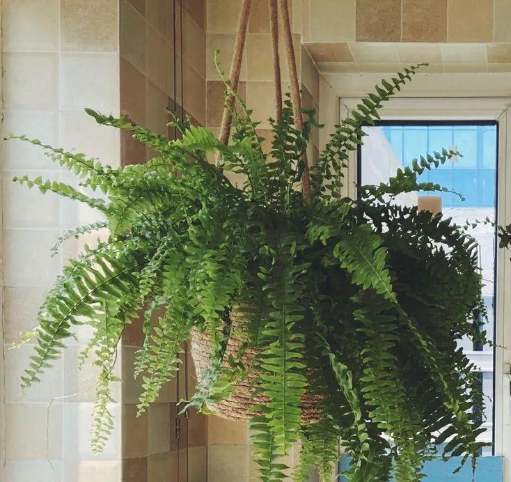 龟背竹是“吸废气”高手,家里放一盆,门窗紧闭也能空气清新!