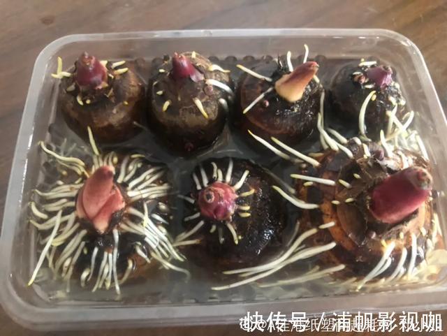 水培|2个月没在家,厨房的菜变成小森林,再也不用买花了!水培蔬菜盆