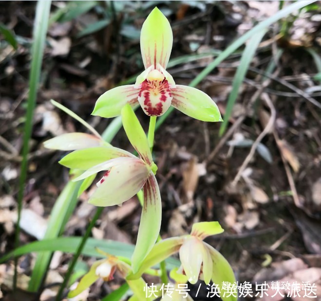 兰花|新手养兰,学会“3多3少”,兰花长得旺、常爆盆、开花多