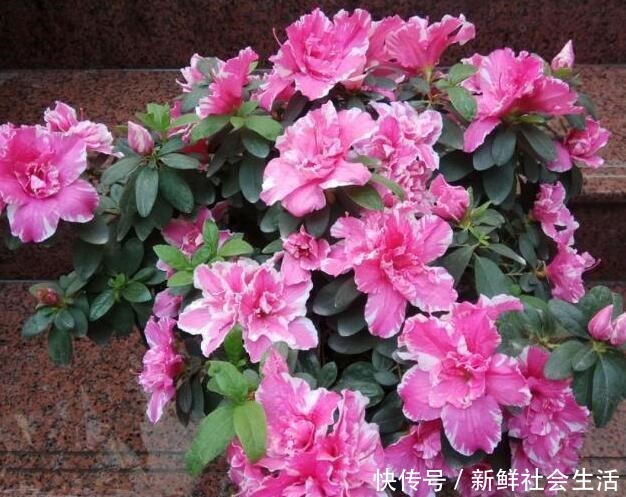 这花让人太心动,60元一盆咬牙买,冬天“赏花”全靠“它”!