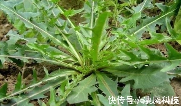 阳台上|天冷就吃这种“野菜”,种子撒一把,30天长成一盆