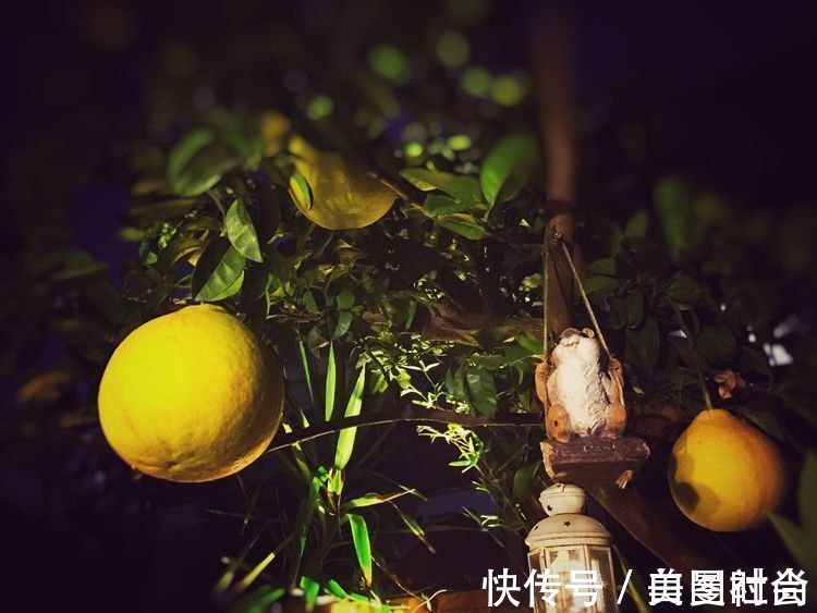 都市|三年前买了这30㎡小院，亲手改造成小花园，在繁华都市过田园生活