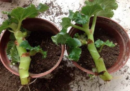 养花就死4个“坏毛病”很多人中招,烂根、死亡停不住