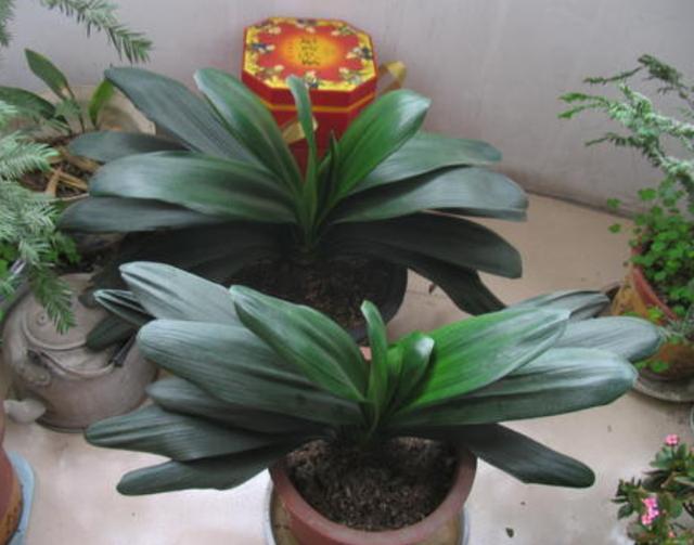 大姨养君子兰，天热挖坑埋点''它''，自带果香，侧芽蹭蹭窜