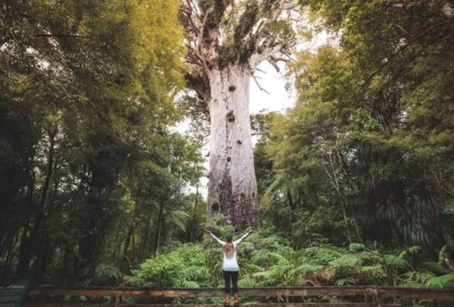 地球上5棵超大树木：美国一棵红杉重2800吨，我国这棵独占8.6亩地