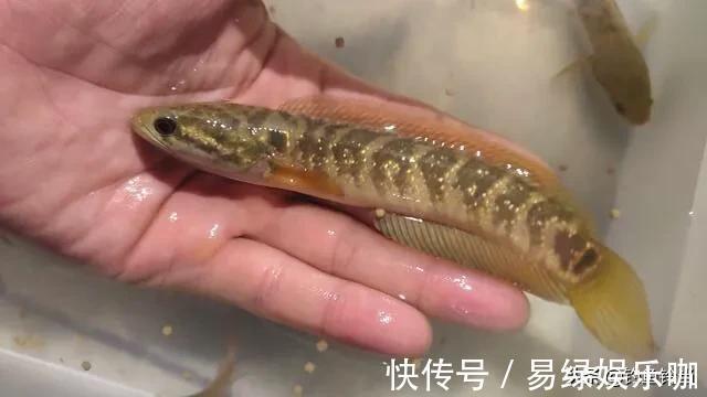 小鱼|入侵长江的新物种?专门吃小鱼小虾?它是土生土长的原生鱼