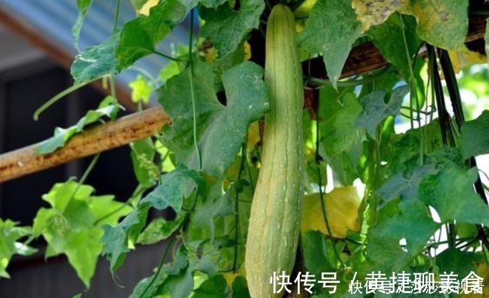 农村人一直把它当“洗碗布”,却不知道它是个大宝贝!
