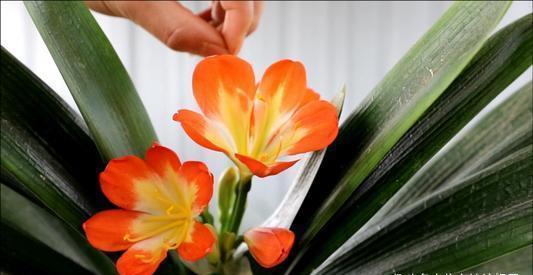 植株|君子兰在花盆里头重脚轻站不稳，别忽视，原因简单危害却很大