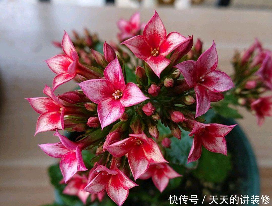 花苞|第一次养长寿花老桩,花苞呼之欲出就是不开花,两个催花技巧