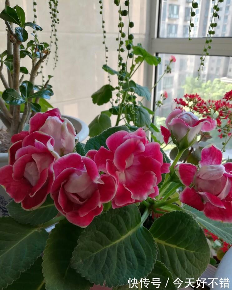 叶片|10种花，空气再干也别“喷水”，容易黄叶“掉花苞”