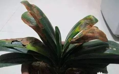 养花就死4个“坏毛病”很多人中招,烂根、死亡停不住