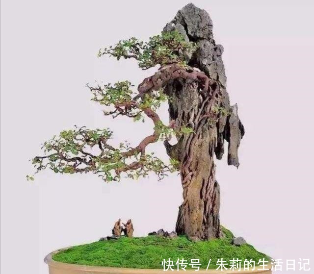 养盆景，怎样才能在盆面上长出青苔，增加观赏性！