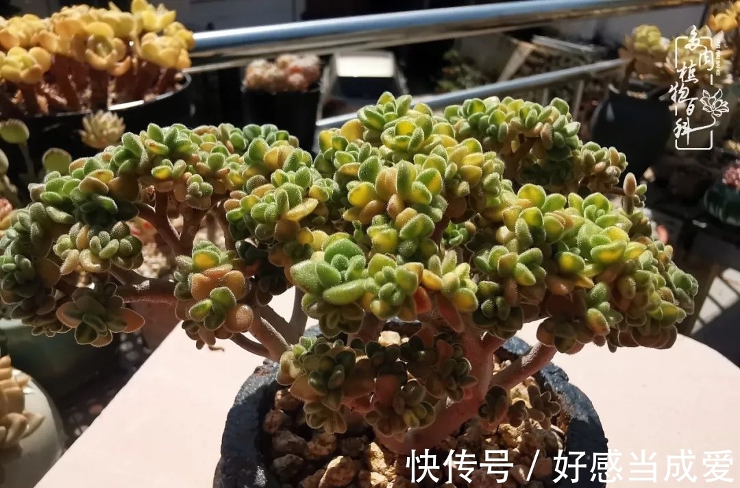 治愈之“肉”:愿所有的养肉人都被这些“胖子们”治愈