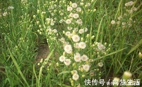 当害草|长在田间地头的野草,被农民当害草,治牛皮癣有奇效,大家认识吗