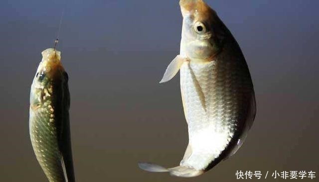 鲫鱼|野钓鲫鱼为何全是送漂,黑漂和钝口很少道理很简单!
