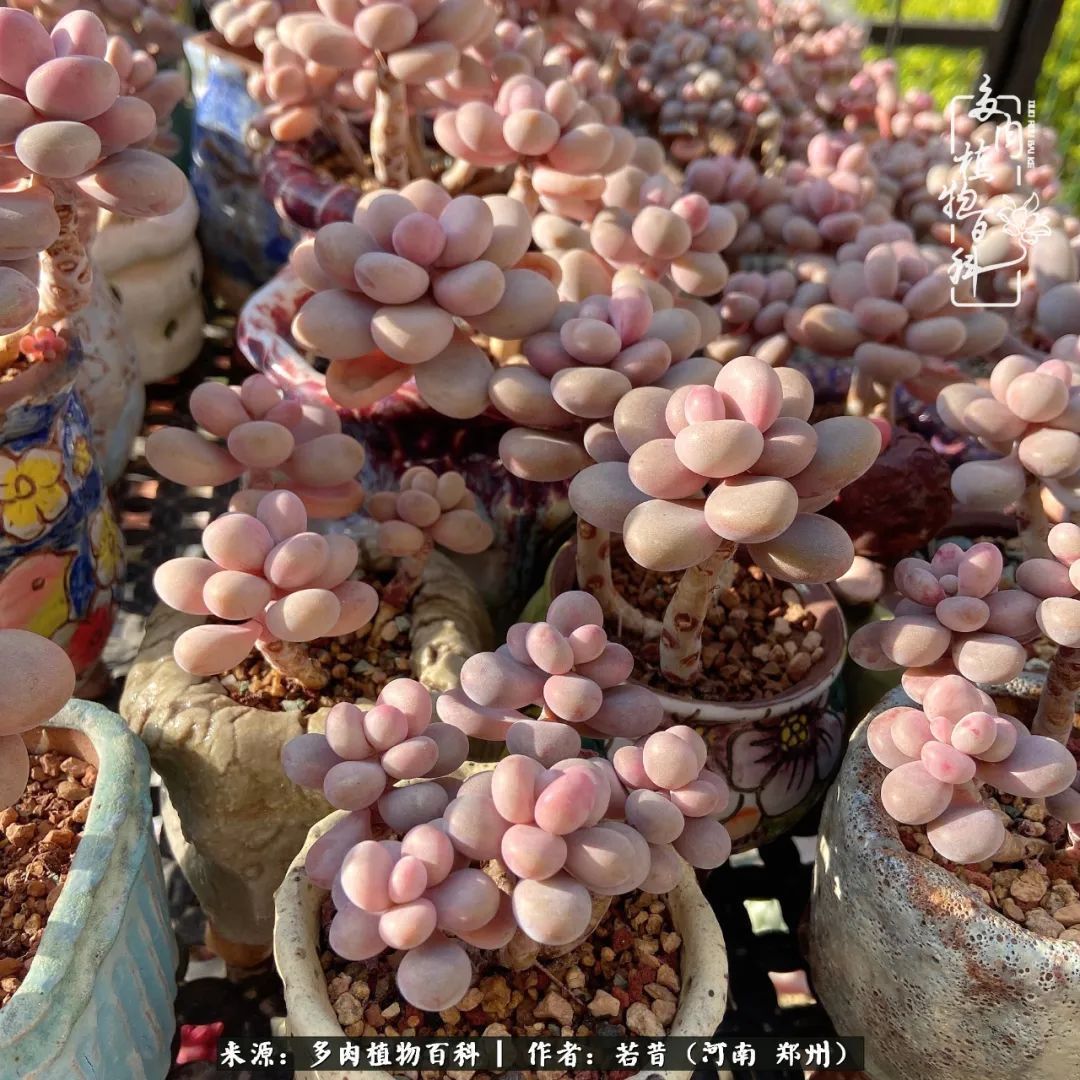 迷你小院儿,种满多肉、花草和蔬果,沉醉在自己的世外桃源!