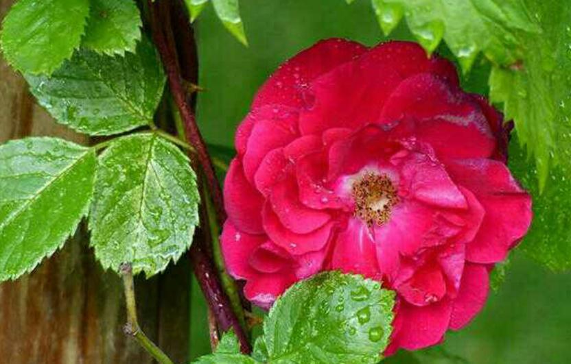 月季要养得吐水,秘方究竟是什么,快来了解一下