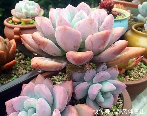 春天想要多肉长成“肉墩子”，几件事不要做，你掌握了吗？