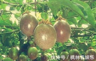 高产|西番莲消炎止痛、降脂降压,掌握三点,种出优质高产的西番莲来