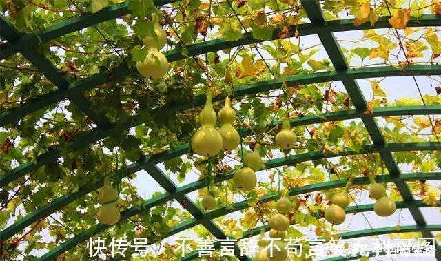 阳台上|还在苦苦养花吗？今年都流行种果树了，开完花就结果，味甜真不错