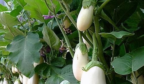 白茄子|想长寿要会吃,3种食物换着吃,排毒润肠,促进消化,改善体质